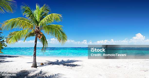 Scenic Coral Beach With Palm Tree Stock Photo - Download Image Now - Beach, Coconut Palm Tree, Palm Tree