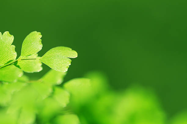 istock Green fern leaf background 509344315