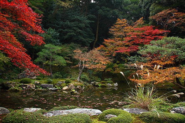 istock Japanese garden in autumn 509344762