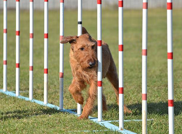 irish terrier ve společnosti dog agility trial - irský teriér - stock snímky, obrázky a fotky