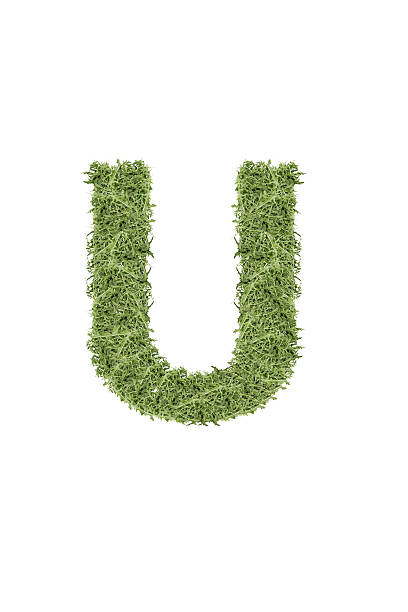 istock The letter from the alphabet of arugula 509345458