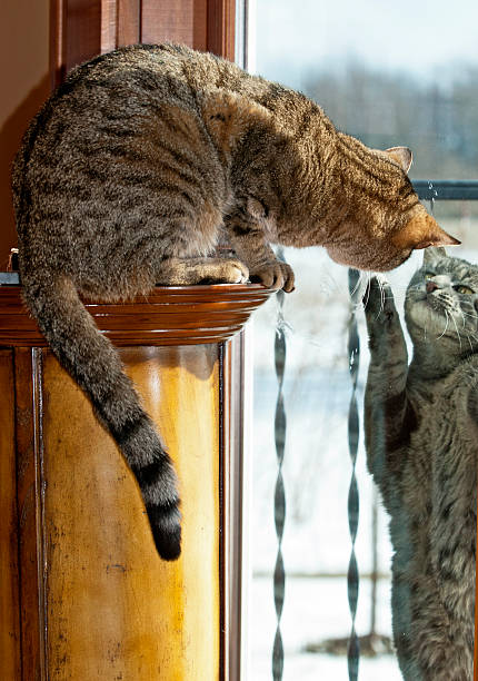 istock Inside and Outside Domestic Cats 509345528