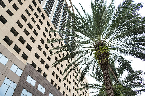 istock palm tree in tampa florida 509345684
