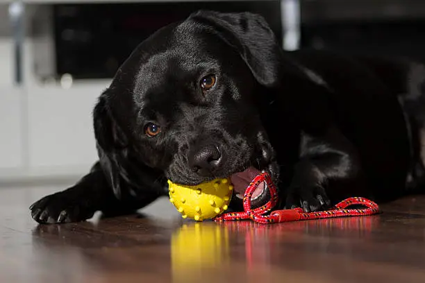 Labrador with a toy