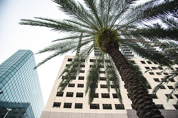 istock palm tree in tampa florida 509345874