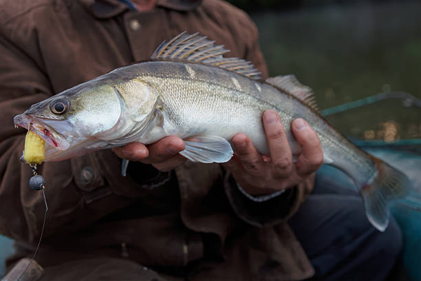 istock Walleye caught on handmade jig lure 509346329