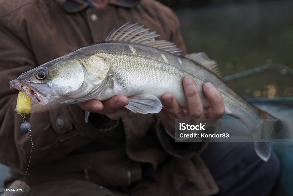 Walleye caught on handmade jig lure Walleye caught on handmade jig lure in fisherman's hands Animal Stock Photo