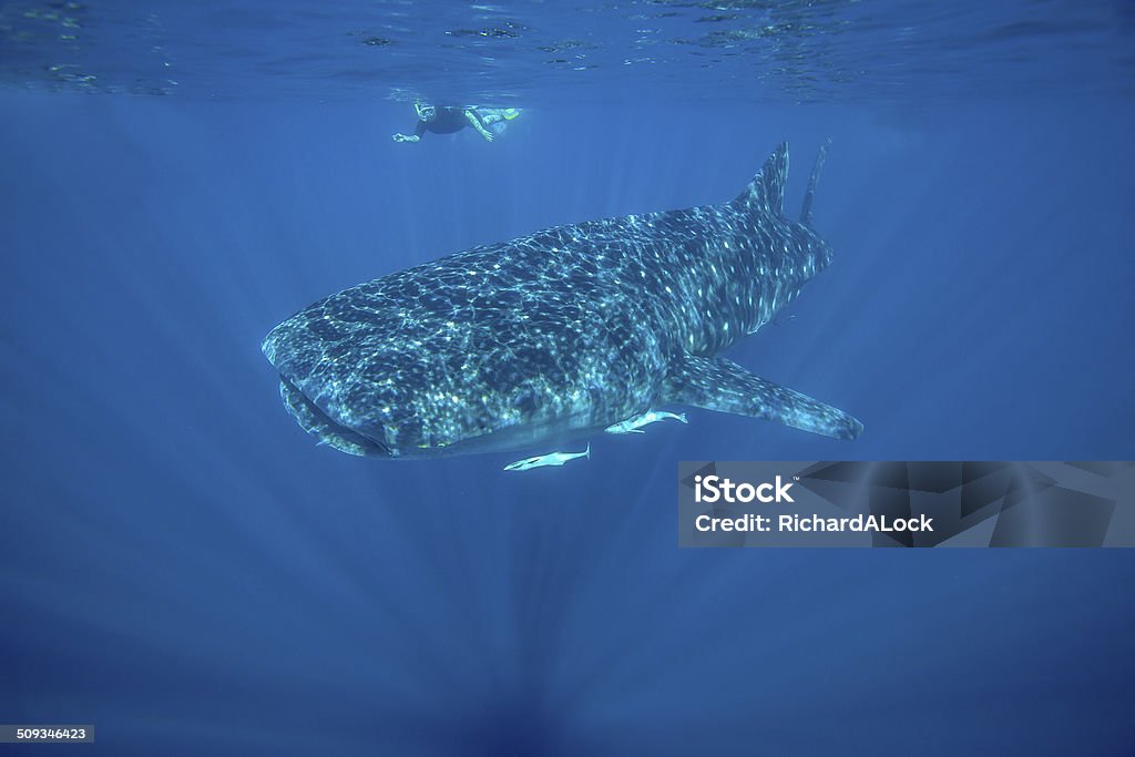 Whale Shark - Ningaloo Reef A stunning image of the worlds largest fish, the "Whale Shark' taken in the clear Blue waters of Ningaloo Reef, Western Australia, as a young girl snorkeling looks on. Ningaloo Reef Stock Photo