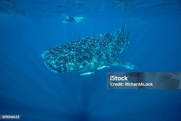 Whale Shark Ningaloo Reef Stock Photo - Download Image Now - Ningaloo Reef, Exmouth - Western Australia, Whale Shark