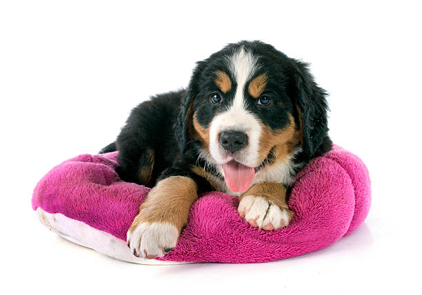 istock puppy bernese moutain dog 509346435