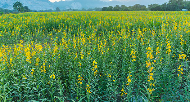 istock yellow flower field in Thailand mountain 509346646
