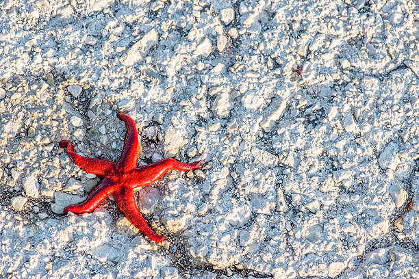 istock Save me! Starfish on dry fighting for life 509346821
