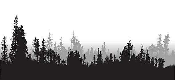 treeline 스프루스 및 소나무 - dense fog stock illustrations