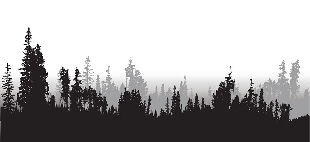 A vector silhouette illustration of a treeline of a densse forest with black prine trees in the foreground and grey trees in the background.