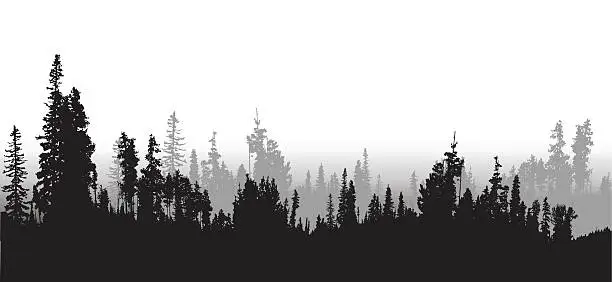 Vector illustration of Treeline Spruce And Pines