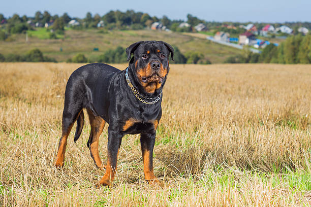 istock Rottweiler dog in the field 509347574