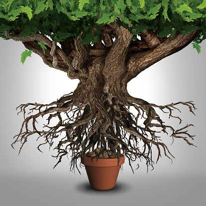 Business expansion and too big to manage business that does not fit metaphor or expanding outgrowing your home concept as a large tree  with a small plant pot as an icon for managing growth success