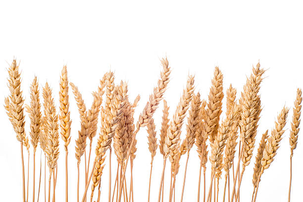 пшеницы уши изолированных на белом фоне - ripe wheat стоковые фото и изображения
