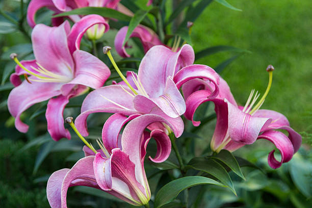 istock large purple lily flowers in foliage 509348136