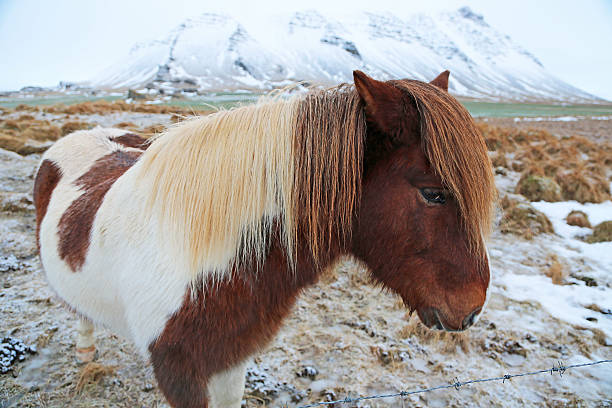 istock White-brown Icelandic horse in profile 509349502