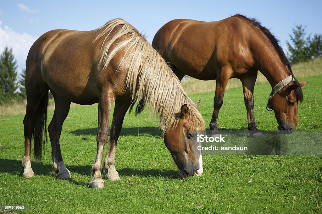 dzikie konie - Zbiór zdjęć royalty-free (Bez ludzi)