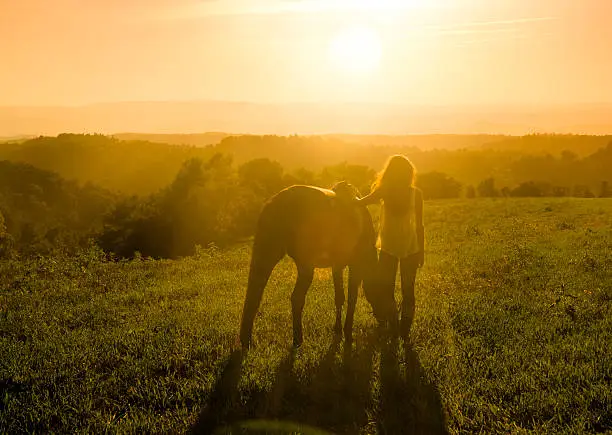 Photo of Meadow with Horse