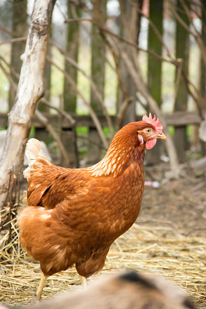 istock chicken in the nature 509349862