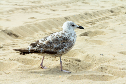 Young seagull walking  on the beach