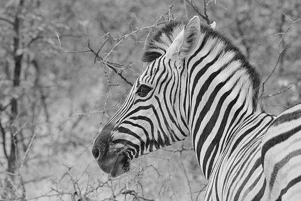 istock Zebra - African Wildlife Background - Iconic Lines and Stripes 509350958