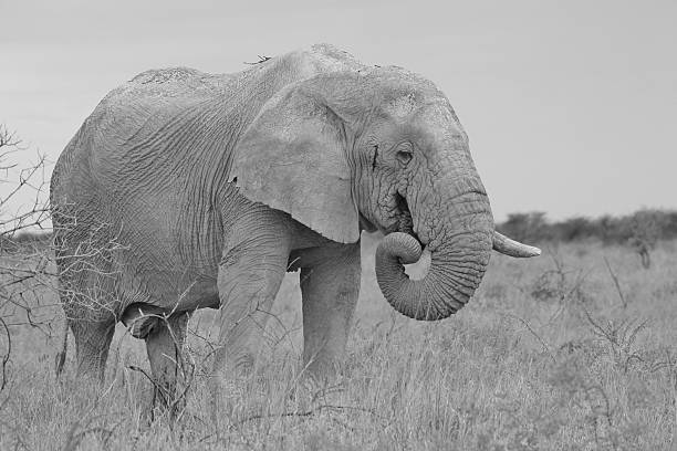 istock African Elephant - Bull of Iconic Stature 509351050