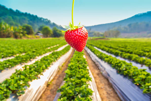 Close up shot strawberry with rural view of planting strawberry and mountain background