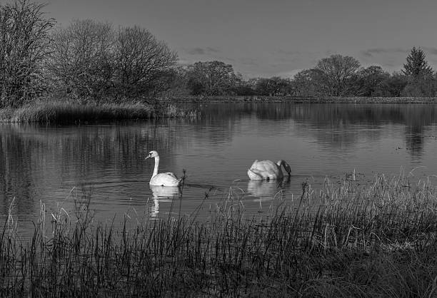 istock Swans swimming in a Loch 509354542