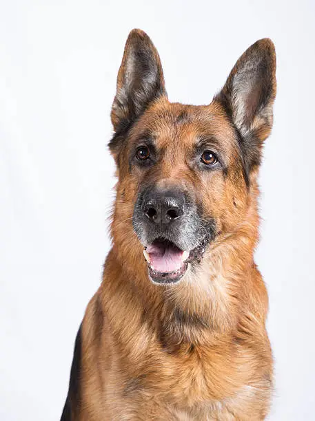 Photo of German shepherd