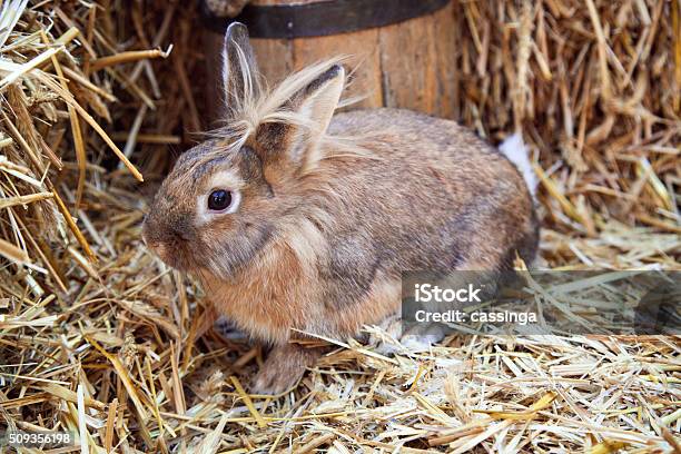 Brown Rabbit On Bed Of Straw Stock Photo - Download Image Now - Animal, Animal Body Part, Animal Ear - iStock Brown Rabbit On Bed Of Straw Stock Photo - Download Image Now - Animal, Animal Body Part, Animal Ear - iStock