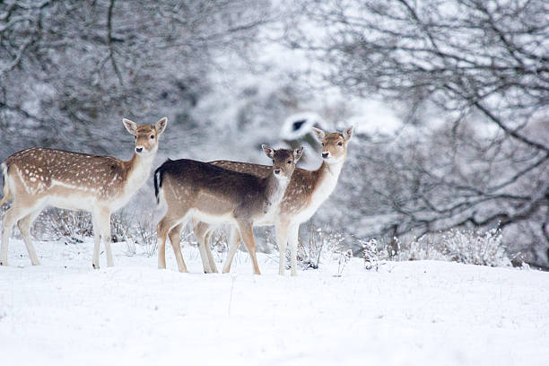 Fallow Deer in Knole Park, England stock photo