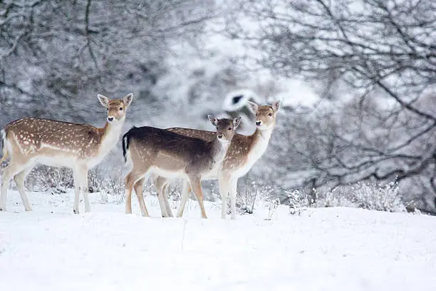 Fallow Deer in Knole Park, England