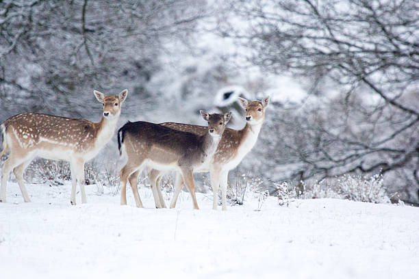 лань в knole парк, англия - forest deer stag male animal стоковые фото и изображения