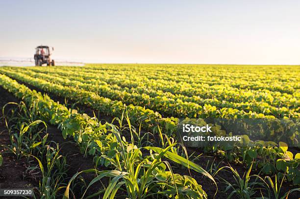 Tractor Spraying Soybean Field Stock Photo - Download Image Now - Weeding, Soybean, Agriculture