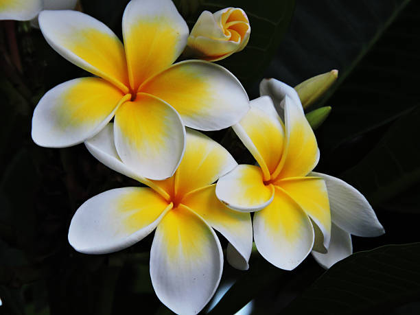 istock Yellow and White Frangipani Flowers 509357770