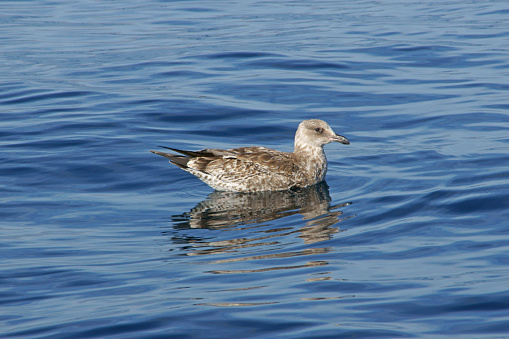 Seagull bird floating at Pacific Ocean