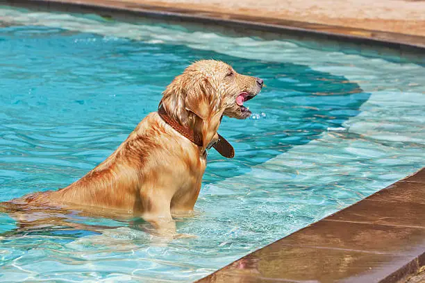 Photo of Golden retriever swimming in the pool