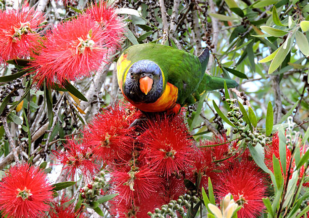 istock Rainbow Lorikeet feeding on the bottlebrush 509360420