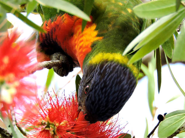 istock Rainbow Lorikeet feeding on the bottlebrush 509360760