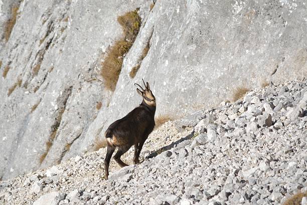 istock chamois in natural habitat 509360812