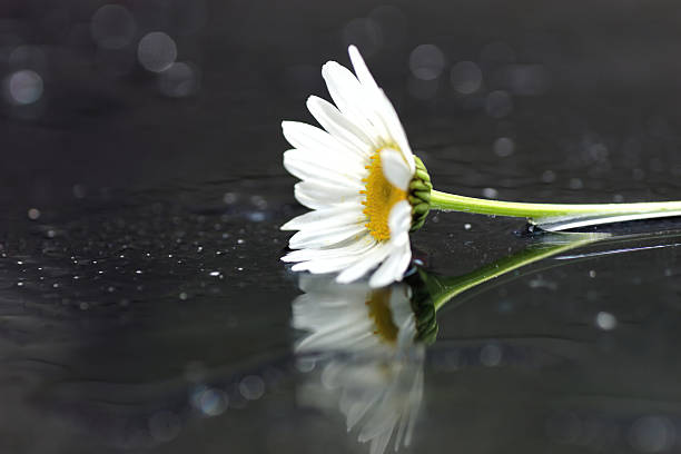 istock Artistic macro of wet daisy flower, love nature, reflection 509361909