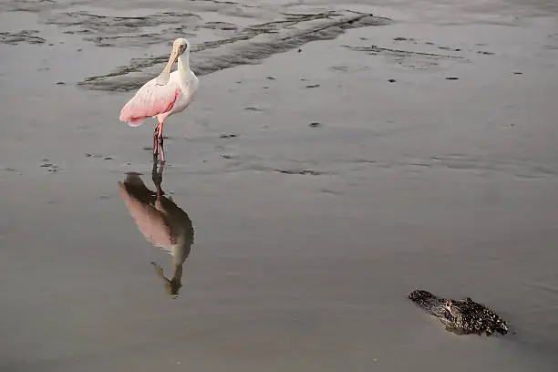 A Roseate spoonbill and an American alligator have an encounter in a coastal wetland. Photographed in South Carolina USA.