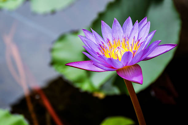 istock Purple and pink lotus 509362135