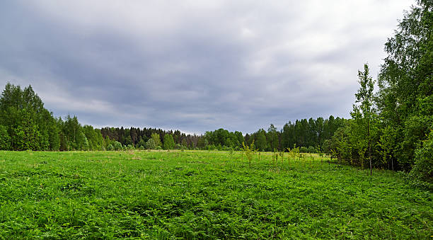 meadow wood nature background meadow wood stanislaus national forest stock pictures, royalty-free photos & images