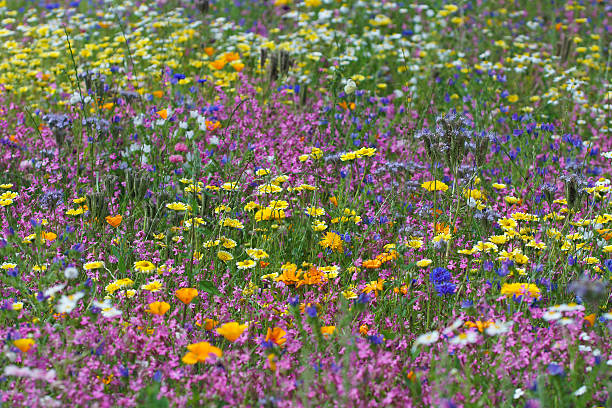 wiele na łonie natury - german chamomile chamomile plant flower part temperate flower zdjęcia i obrazy z banku zdjęć