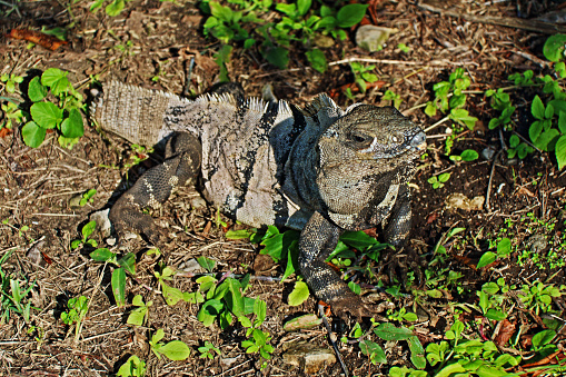 Tailless Endangered Less Antillean Iguana in Tulum Mexico